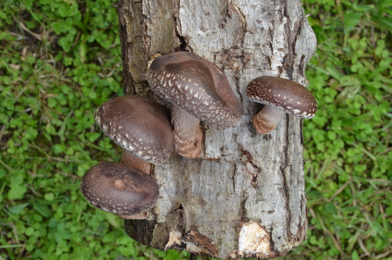 Pilzland Shiitake Web
