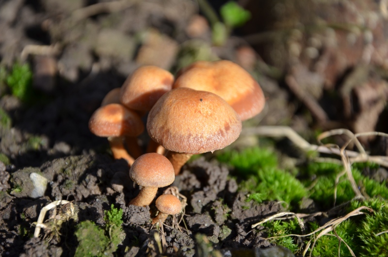 Pilzland Stockschwämmchen