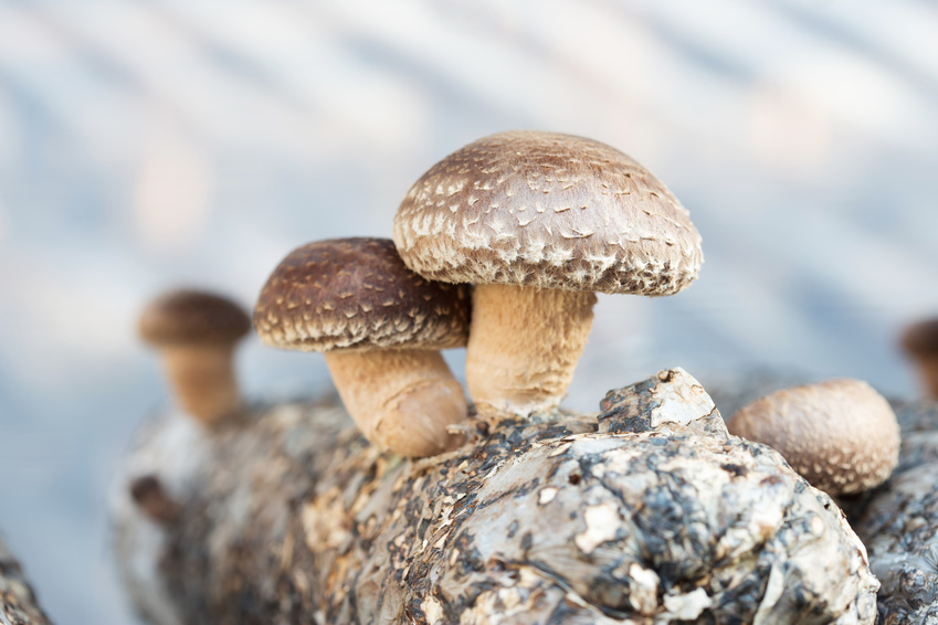 Pilzland Shiitake 2_Web