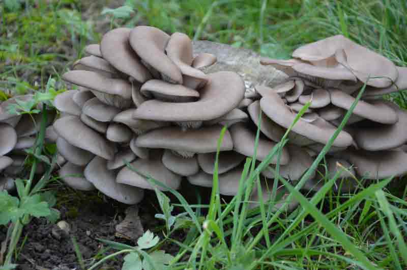 Austernseitling2_Web