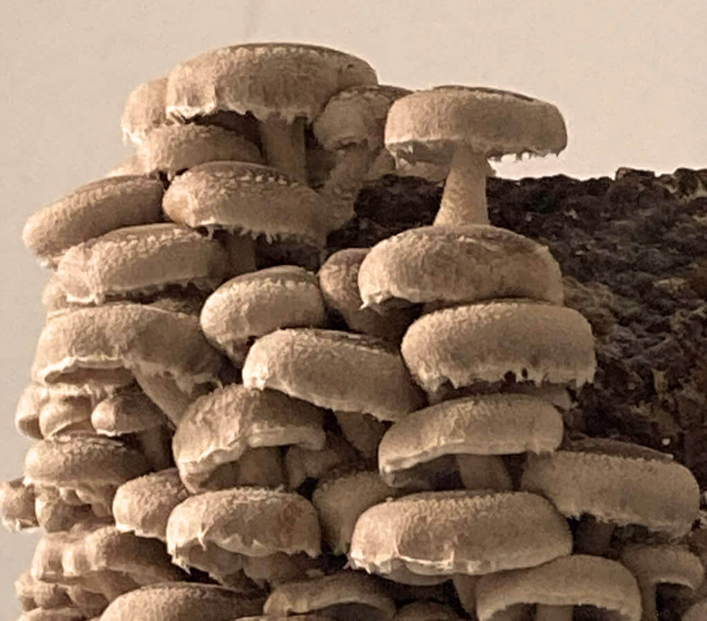 Shiitake vom Hof Pilzland GmbH