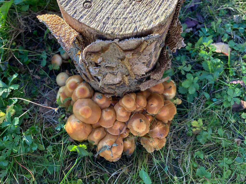 Stockschwaemmchen Pilzland
