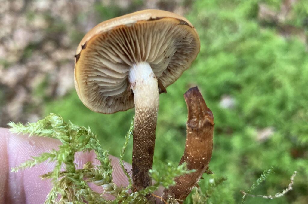 Stockschwaemmchen_Nature