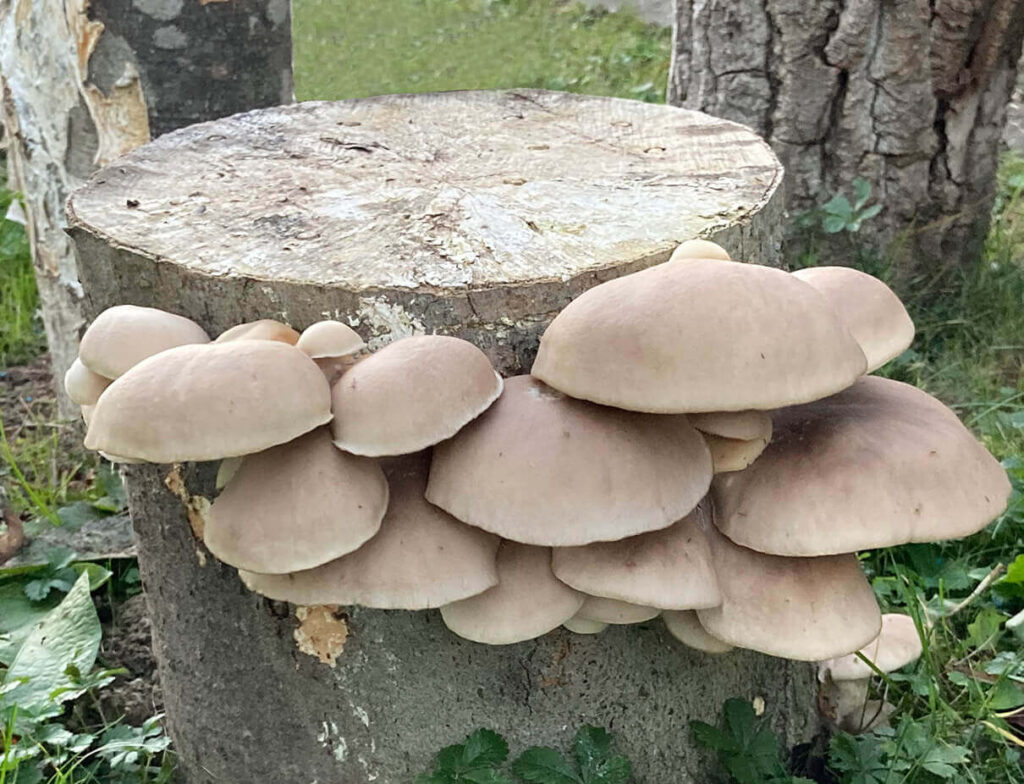 Ulmenseitling Pilzland