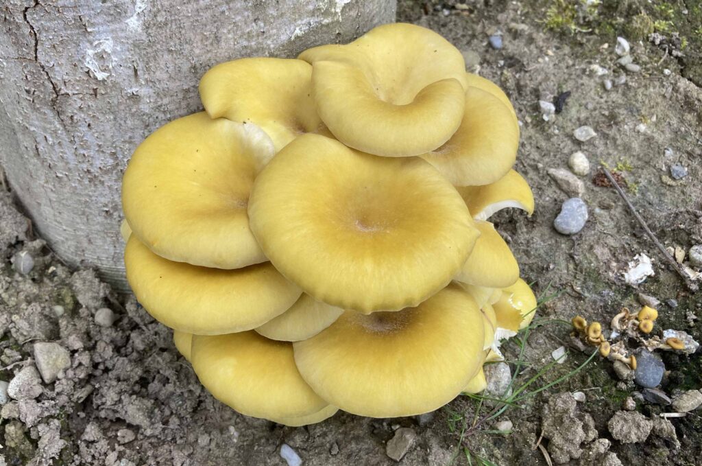 Zitronenseitling Eigen